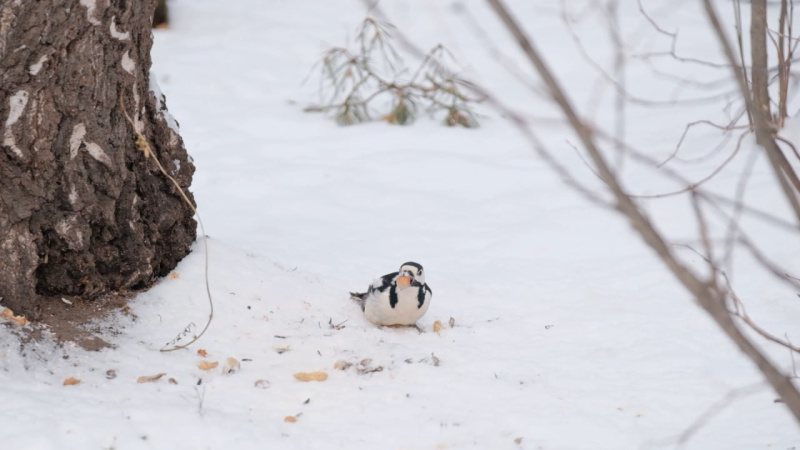 В Челябинской области запустили акцию «Синичка-74»