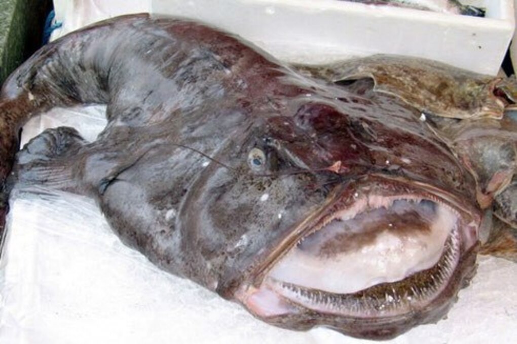 Больше 35 кг морских чертей и попугаев не пустили в Челябинскую область