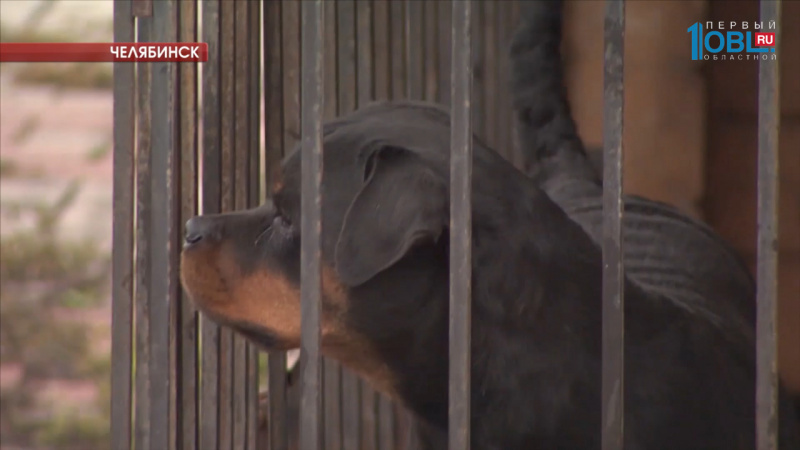 Два ротвейлера растерзали сотрудника кондитерской фабрики 