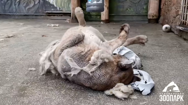 В Челябинском зоопарке пума Лео получил ароматный подарок