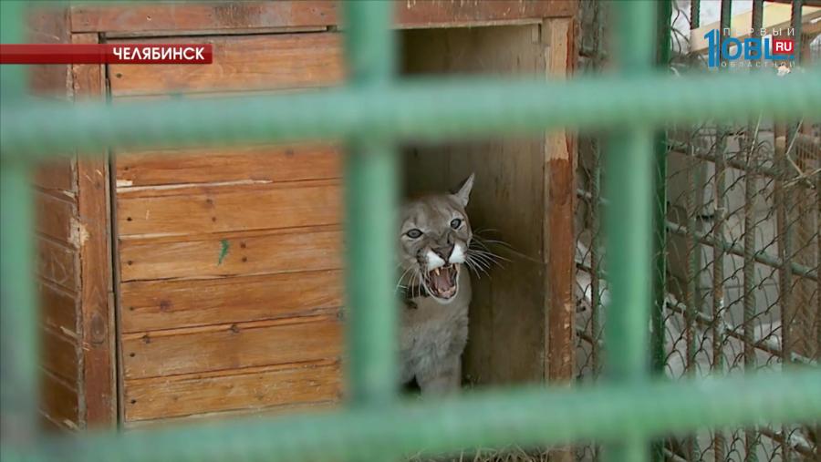 В челябинском зооприюте 5 новосёлов из Томска