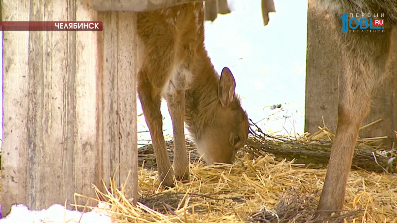 В зоопарке животные родились не по сезону