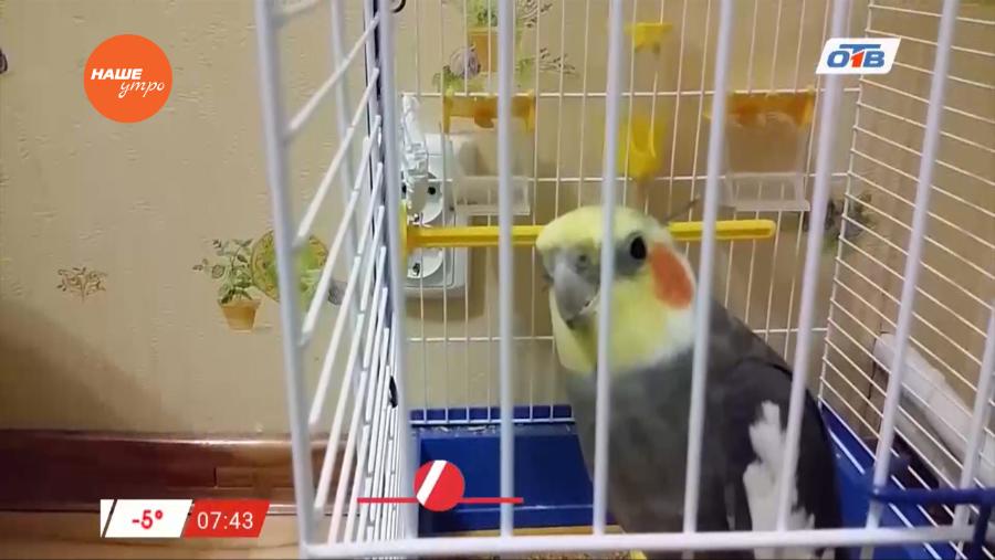 Пушистое утро - о том, надо ли держать попугаев в клетке