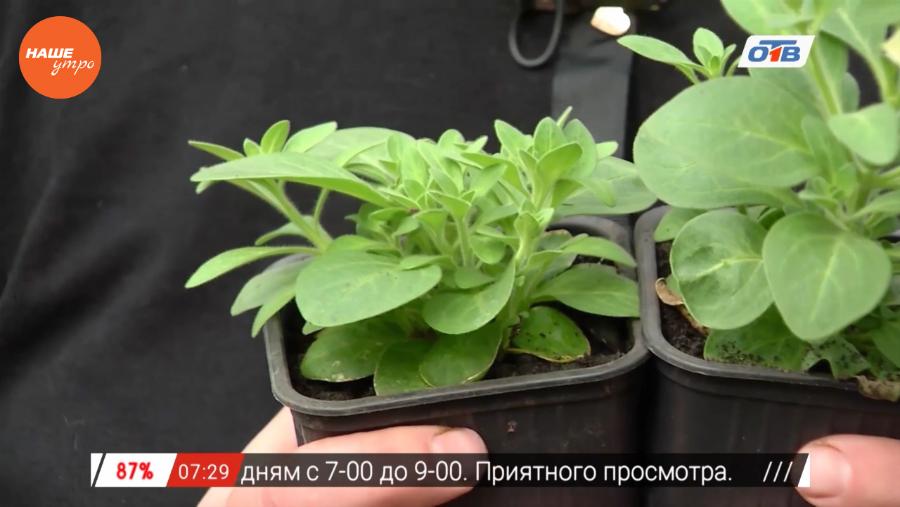 Наше УТРО на ОТВ – садовые истории о сурфинии