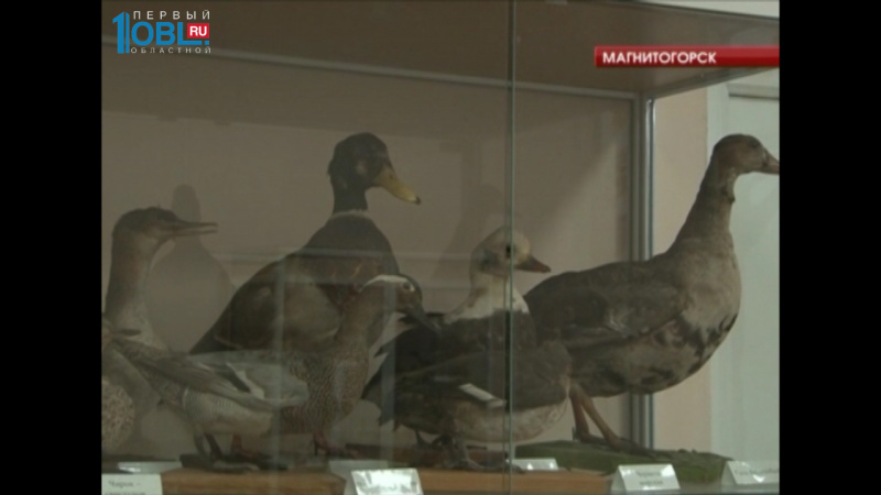 В фонтане в центре города поселилась стая уток