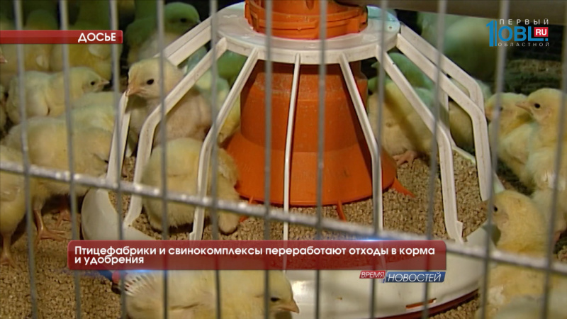 Птицефабрики и свинокомплексы переработают отходы в корма и удобрения