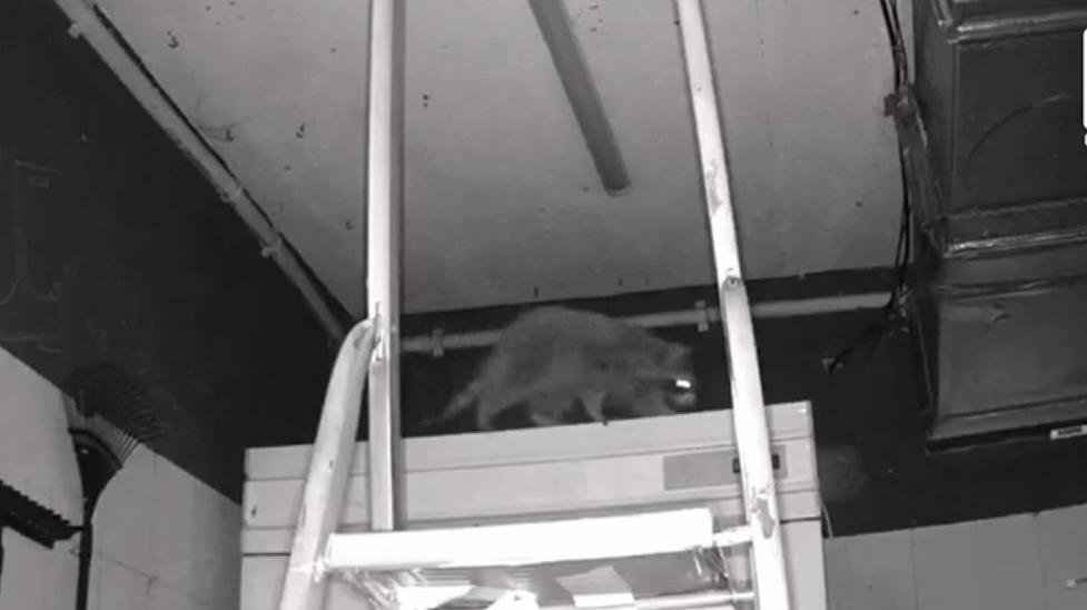 В челябинском музее мусора нелегально поселился енот