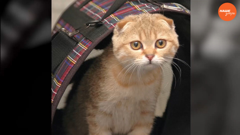 Ваша кошка решила выйти замуж