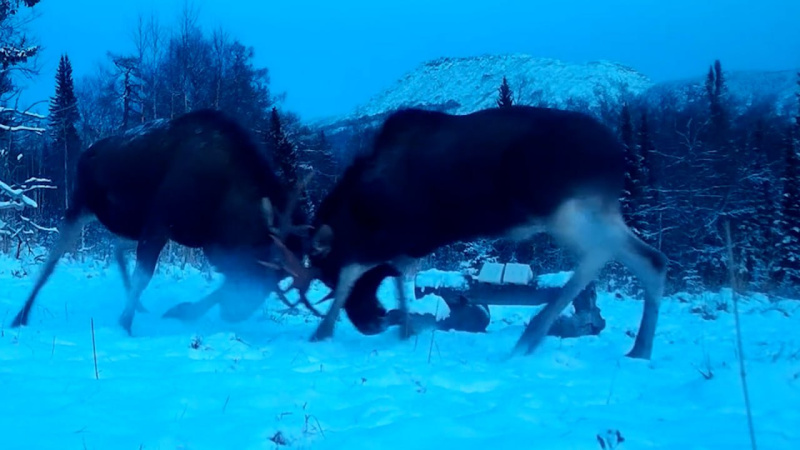 2025 год в объективах фотоловушек нацпарков Челябинской области