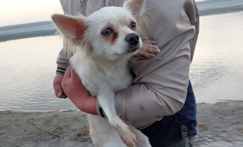 Челябинцы спасли пса с льдины на озере Смолино