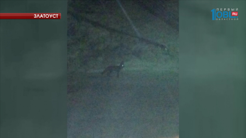 Жители города сняли на видео лис на улицах