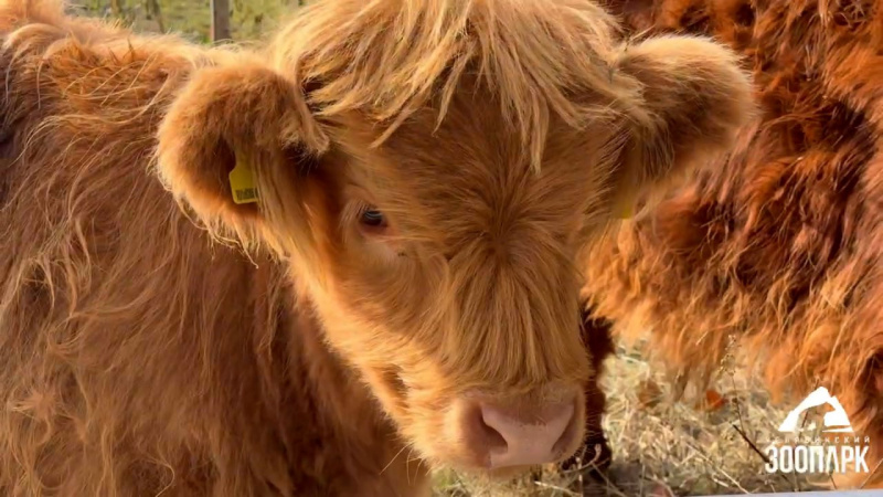В Челябинском зоопарке поселились шотландские хайленды