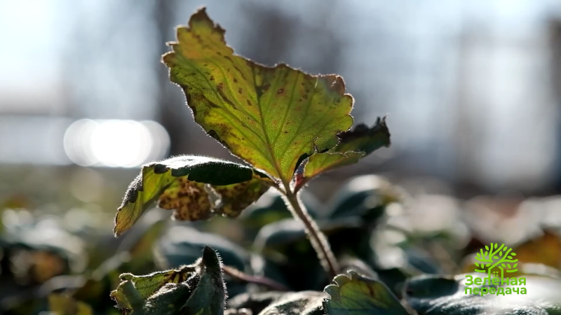 Садовые работы в первой декаде апреля