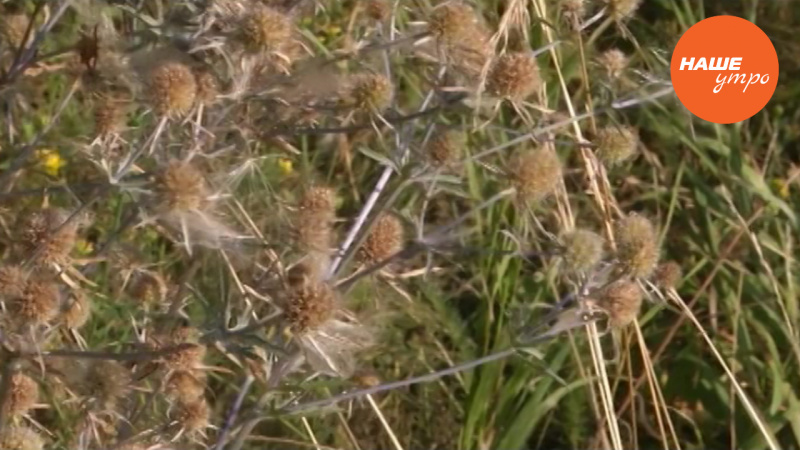 Чертополох