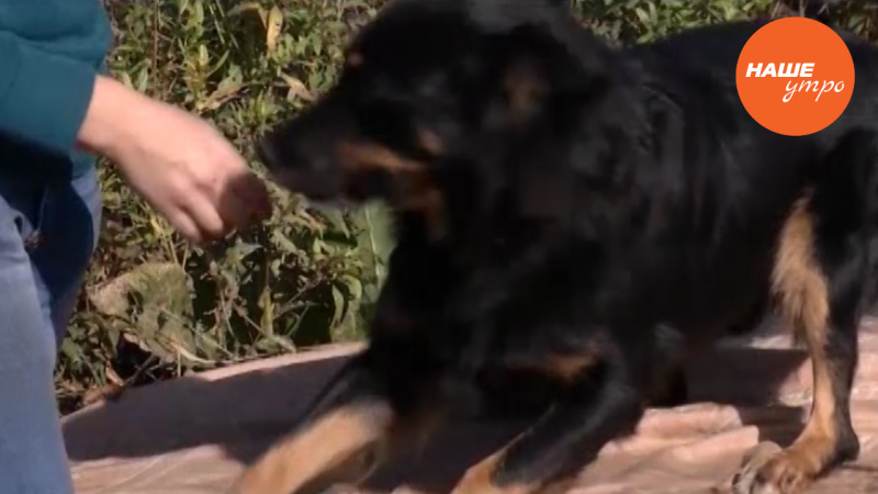 пес по кличке Добруша