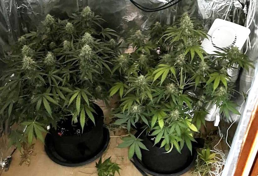 Челябинские полицейские накрыли оранжерею с коноплей в квартире