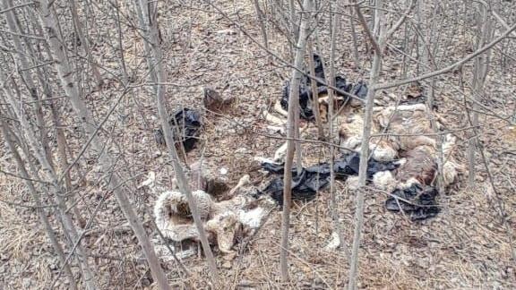 На обочине трассы в Еткульском районе нашли шкуры косуль