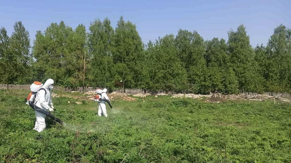 Первая помощь при ожоге борщевиком