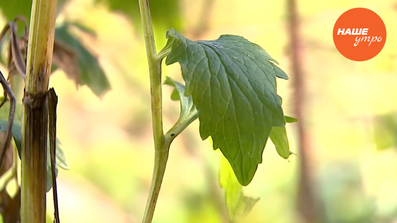 корень валерианы для вашего здоровья
