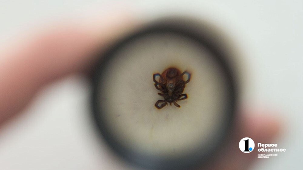 В Челябинской области резко выросло число пострадавших от укусов клещей