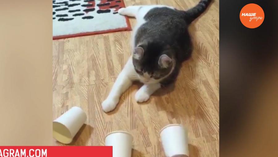 Обзор интернета за 19 января