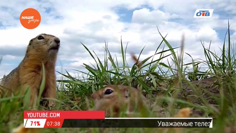 Наше УТРО на ОТВ – пушистое утро о сусликах