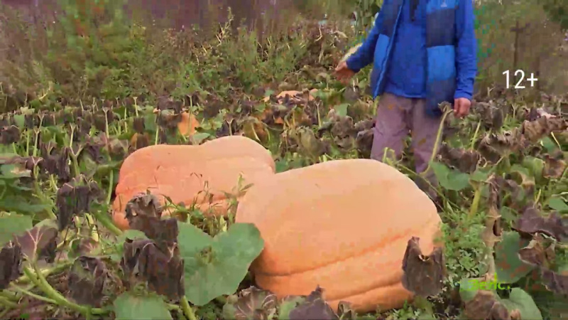 Как вырастить гигантскую тыкву и «Тромбон»?