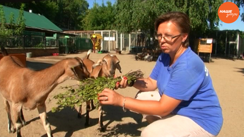 Нубийские козочки