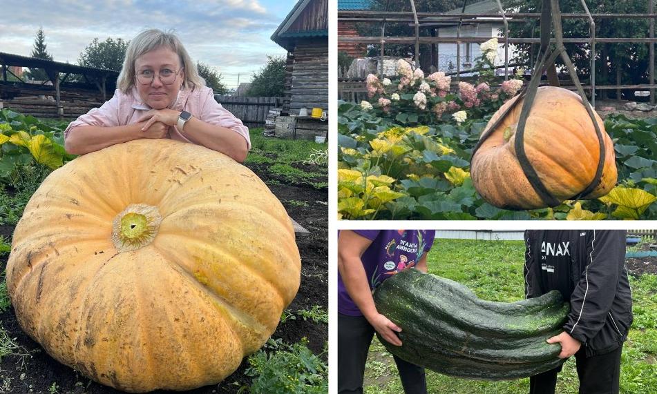 Челябинка сварила более 20 литров икры из гигантского кабачка