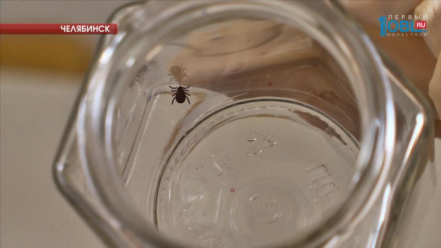 В Челябинской области зарегистрированы первые случаи укусов клещей