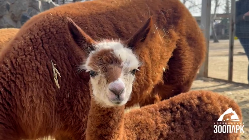 Бейби-бум в Челябинском зоопарке в 2025 году