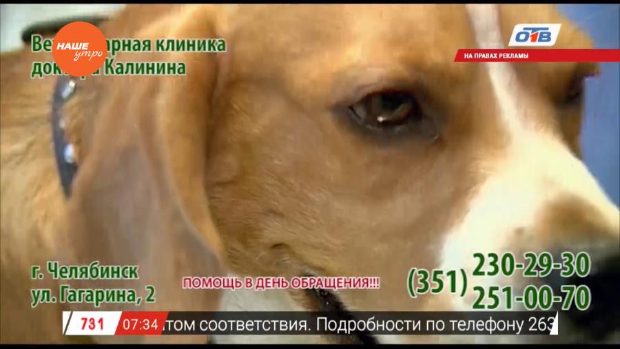 Наше УТРО на ОТВ – зоосоветы с ветеринарным врачом Николаем Калининым