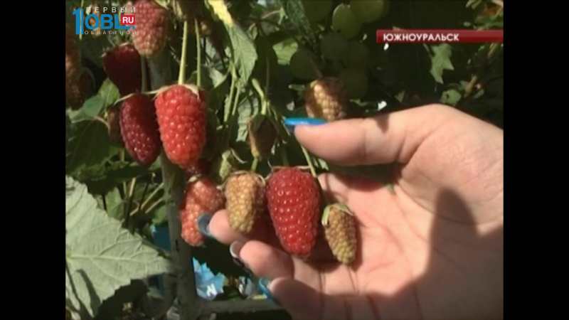 Садоводы вырастили рекордно большие тыквы, арбузы, малину и свеклу 