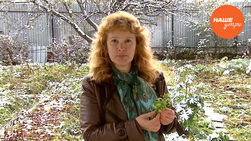 Знахарь: Заряжаемся витамином С