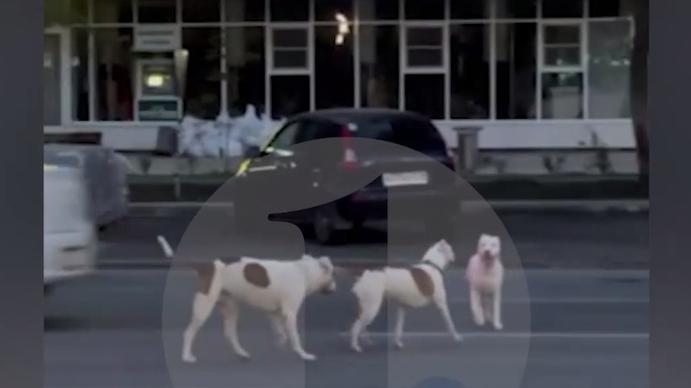 В Челябинске питбули, оставленные без присмотра хозяев, напали на спаниеля