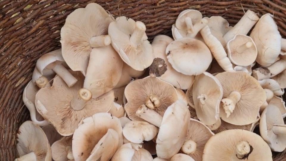 Теплые сентябрьские выходные южноуральцы посвятили сбору грибов