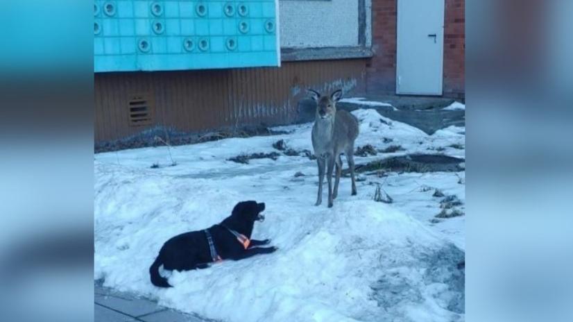 Дикая косуля гуляет по дворам Снежинска