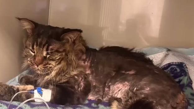 В Челябинске живодер постирал кота в машинке и выкинул в мороз на балкон