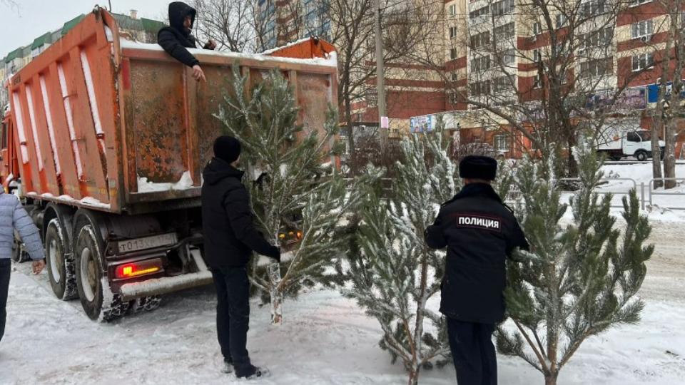 Полиция изъяла около 4 тысяч новогодних елок в Челябинской области