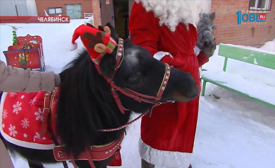 У Деда Мороза в челябинском зоопарке появились четвероногие помощники