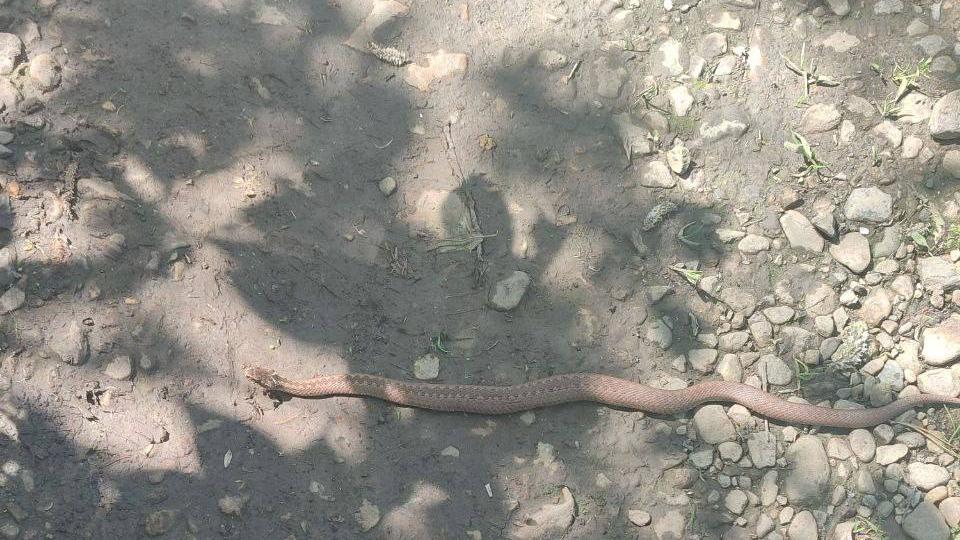 В нацпарке «Зигальга» начался сезон гадюк