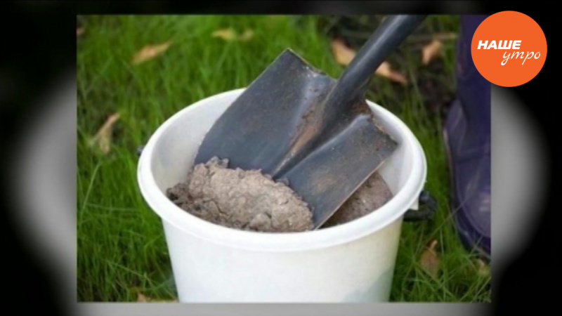 Муравьи в теплице