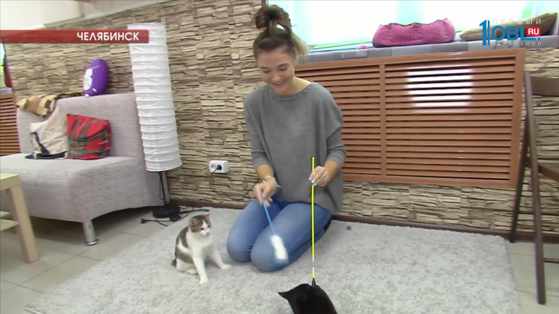 В Челябинске открывается кафе, где будут жить кошки