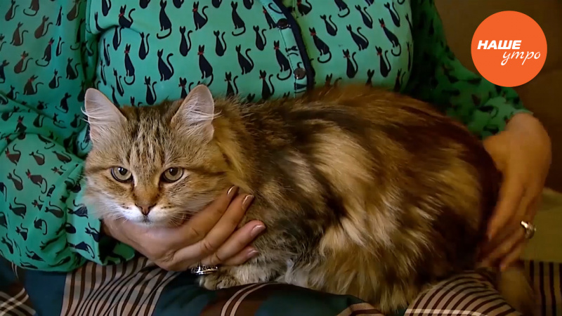 приручаем котенка к туалету