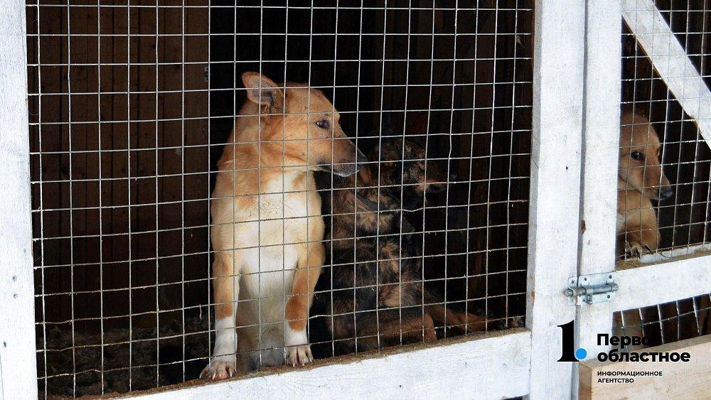В Челябинске за неделю отловили более 20 бездомных собак