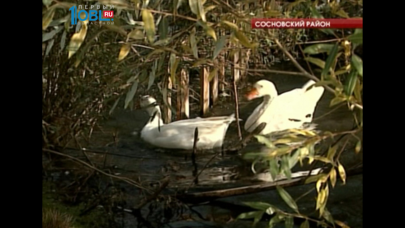 Многодетная семья просит помощи в приобретении коровы 
