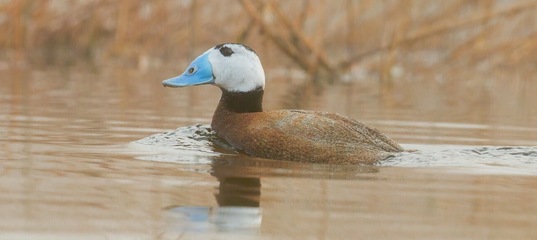 Ученые РАН выступили за сохранение краснокнижной утки в Челябинской области