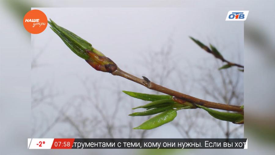 Наше УТРО на ОТВ – знахарь о тополе