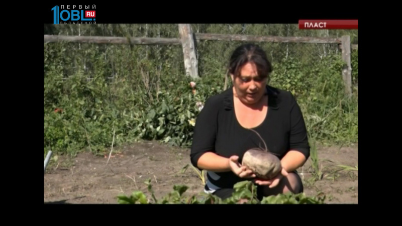 На огороде жительницы Пласта выросла свекла-гигант 