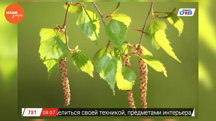 Наше УТРО на ОТВ – травник о полезных свойствах березы